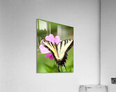 AnimalsInsects 22 Acrylic Print
