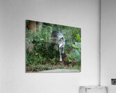 AnimalsInsects 23 Acrylic Print