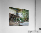 AnimalsInsects 25 Acrylic Print