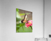 AnimalsInsects 35 Acrylic Print