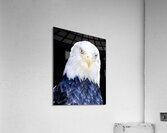 Birds 44 Acrylic Print