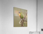 Birds 45 Acrylic Print