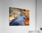 Birds 46 Acrylic Print