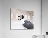 Birds 48 Acrylic Print