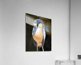 Birds 49 Acrylic Print