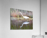 Birds 51 Acrylic Print
