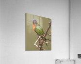 Birds 53 Acrylic Print