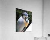 Birds 54 Acrylic Print