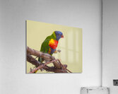 Birds 55 Acrylic Print