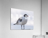 Birds 57 Acrylic Print