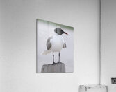 Birds 61 Acrylic Print
