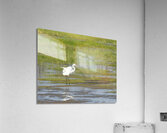 Birds 62 Acrylic Print