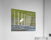 Birds 65 Acrylic Print