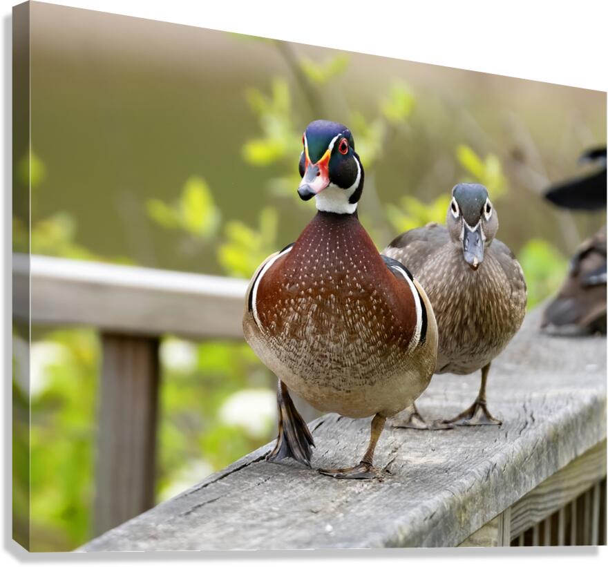 Waterfowl 11 Canvas Print