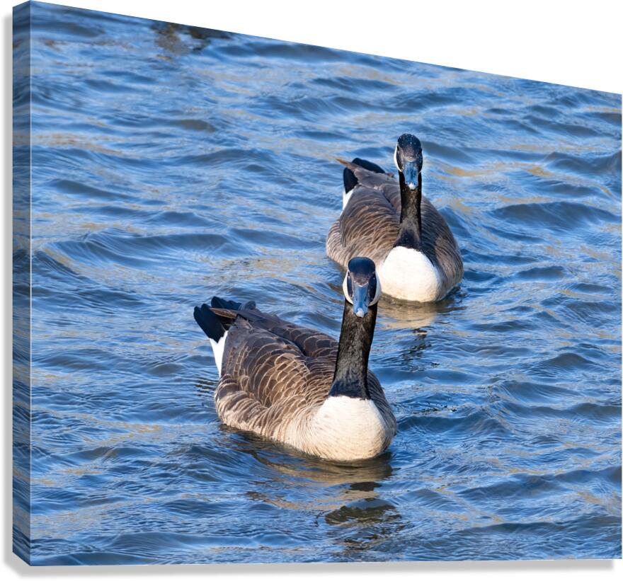 Waterfowl 14 Canvas Print