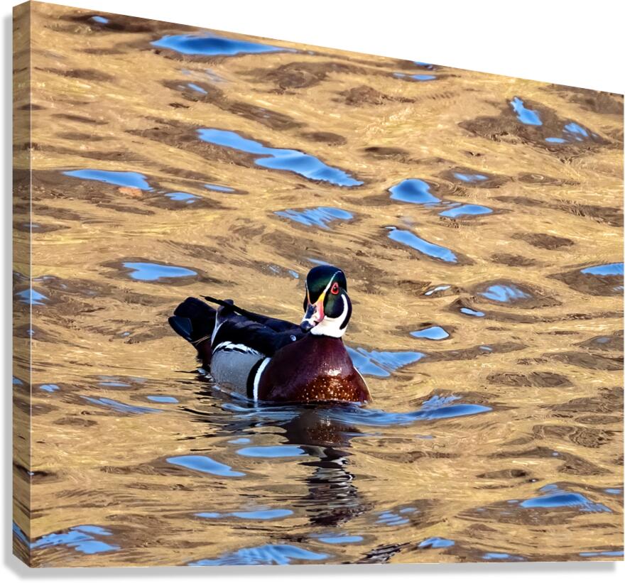 Waterfowl 15 Canvas Print