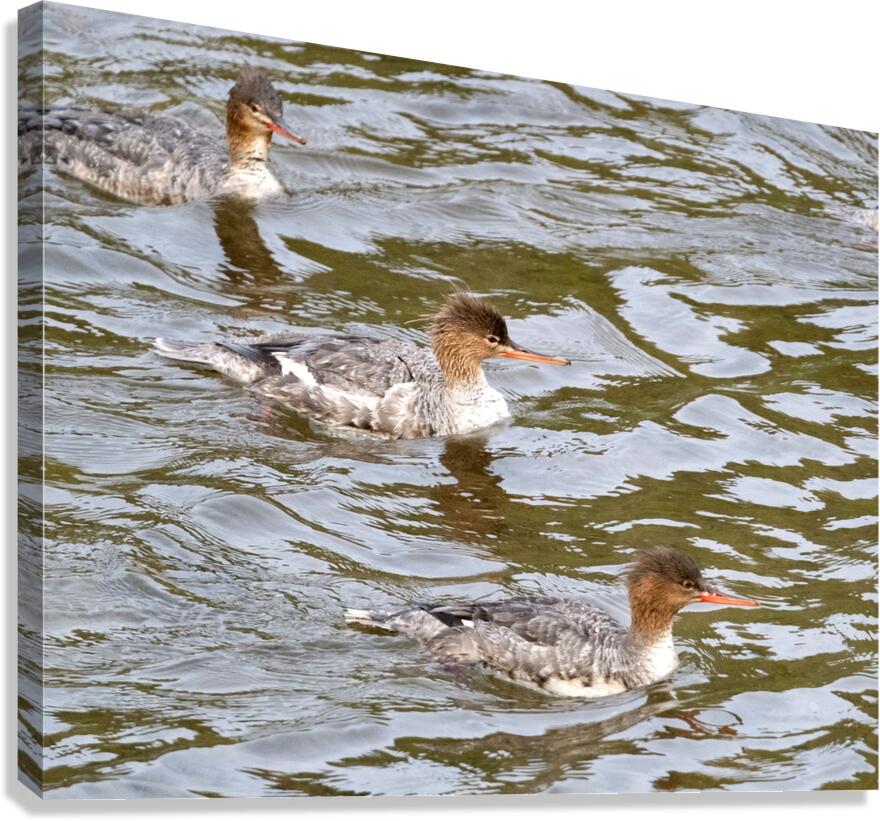 Waterfowl 16 Canvas Print