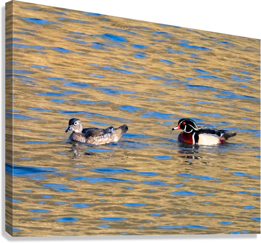 Waterfowl 18 Canvas Print