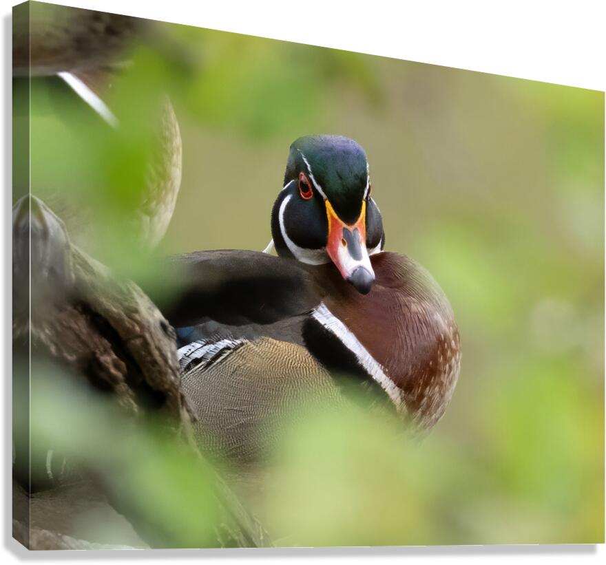 Waterfowl 19 Canvas Print