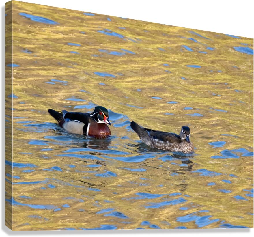 Waterfowl 20 Canvas Print