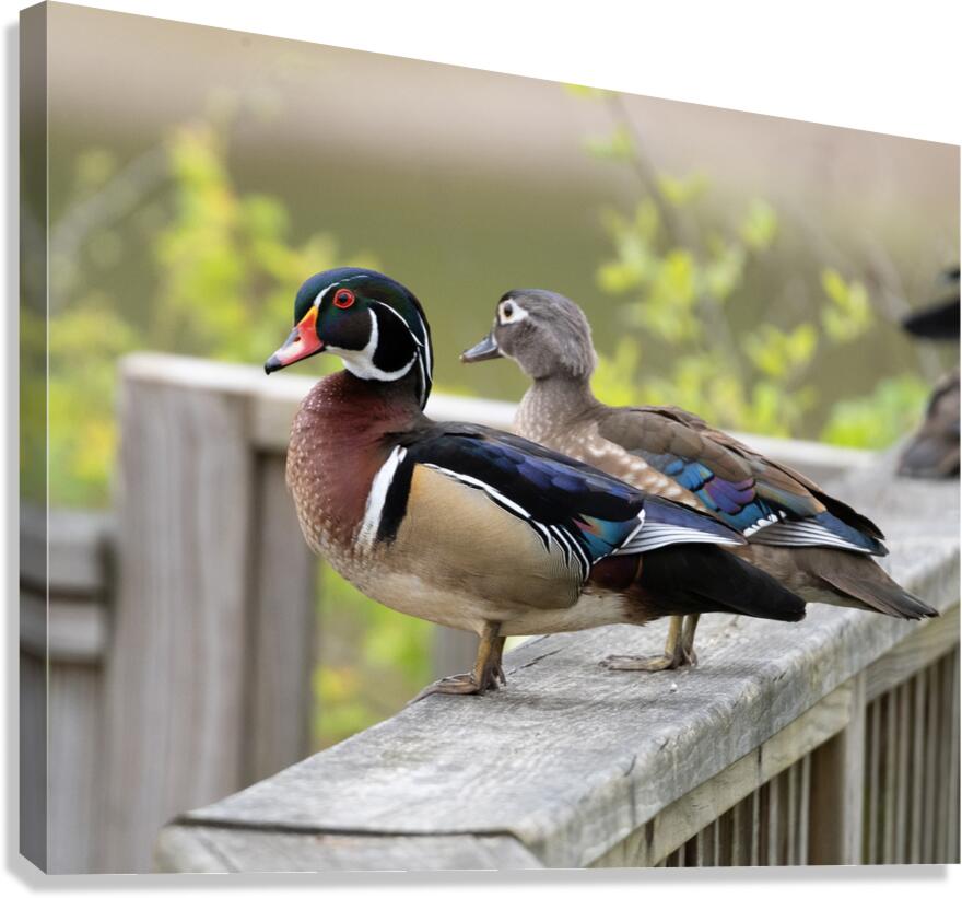 Waterfowl 25 Canvas Print