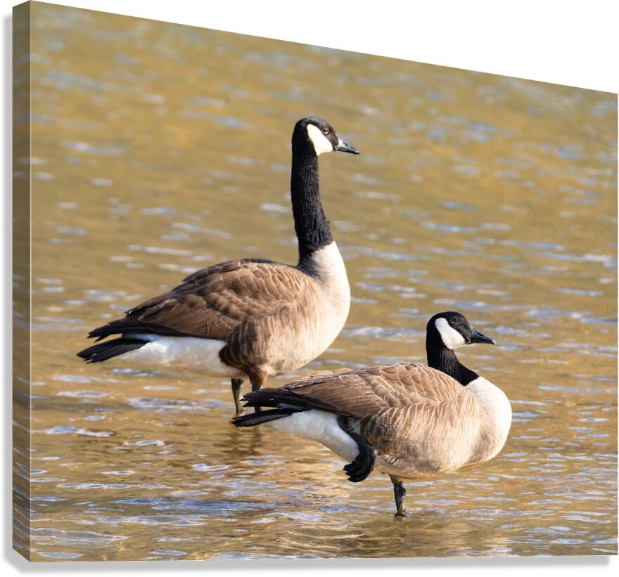 Waterfowl 26 Canvas Print