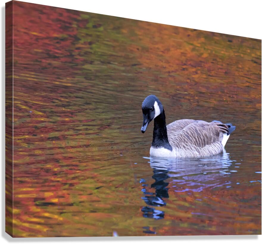 Waterfowl 27 Canvas Print