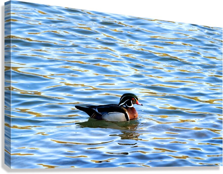Waterfowl 31 Canvas Print
