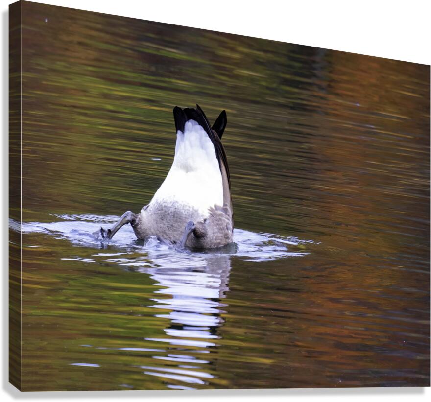 Waterfowl 34 Canvas Print