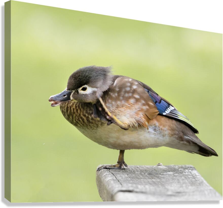 Waterfowl 37 Canvas Print