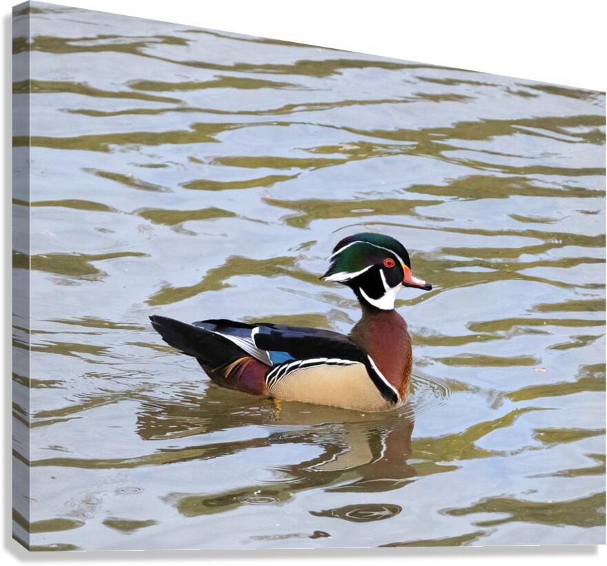 Waterfowl 44 Canvas Print