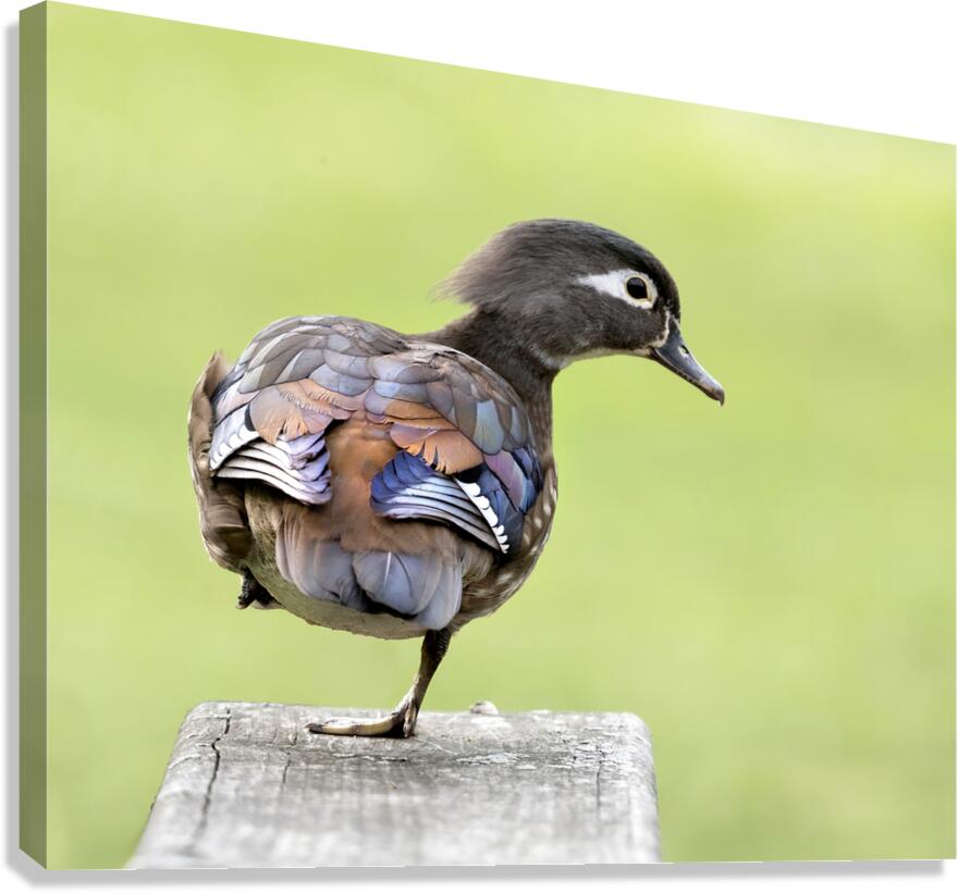 Waterfowl 50 Canvas Print