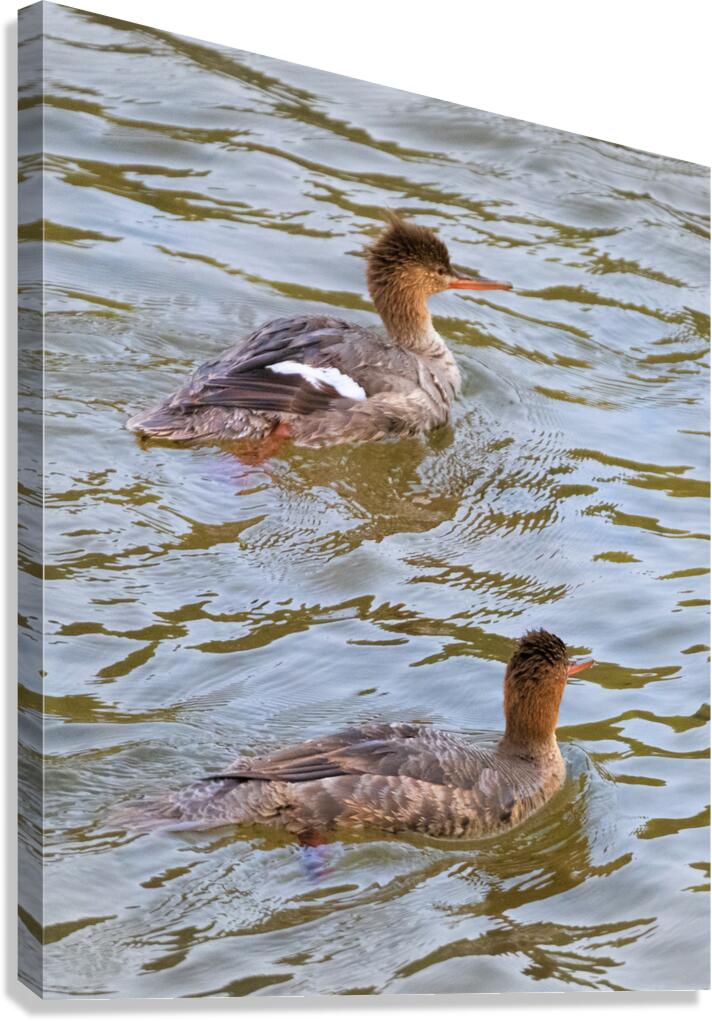 Waterfowl 51 Canvas Print