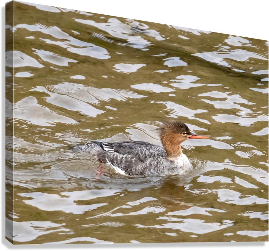 Waterfowl 54 Canvas Print