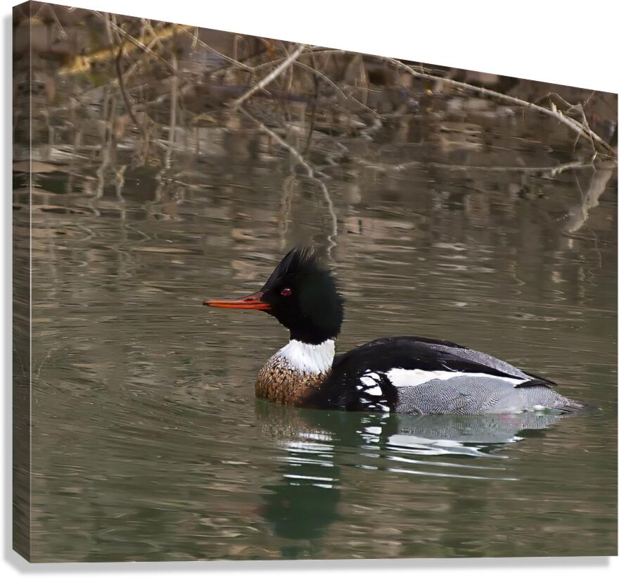 Waterfowl 59 Canvas Print