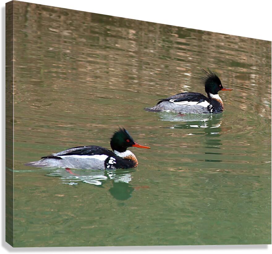 Waterfowl 60 Canvas Print