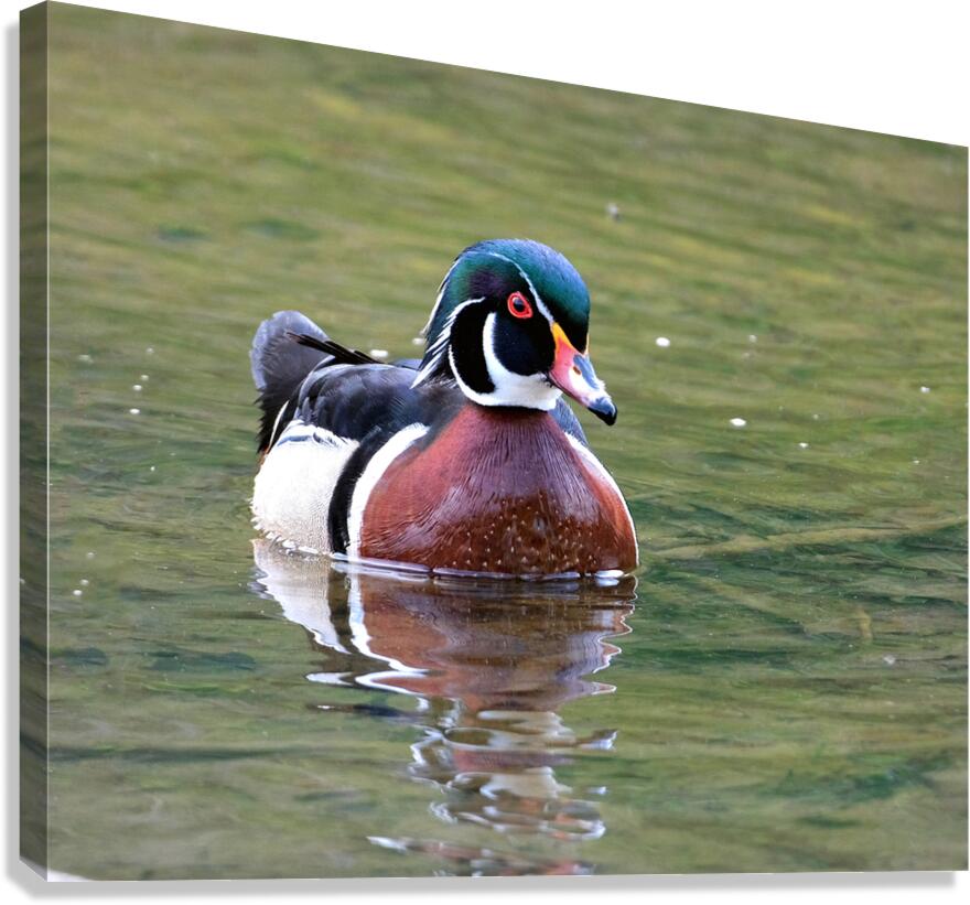 Waterfowl 68 Canvas Print