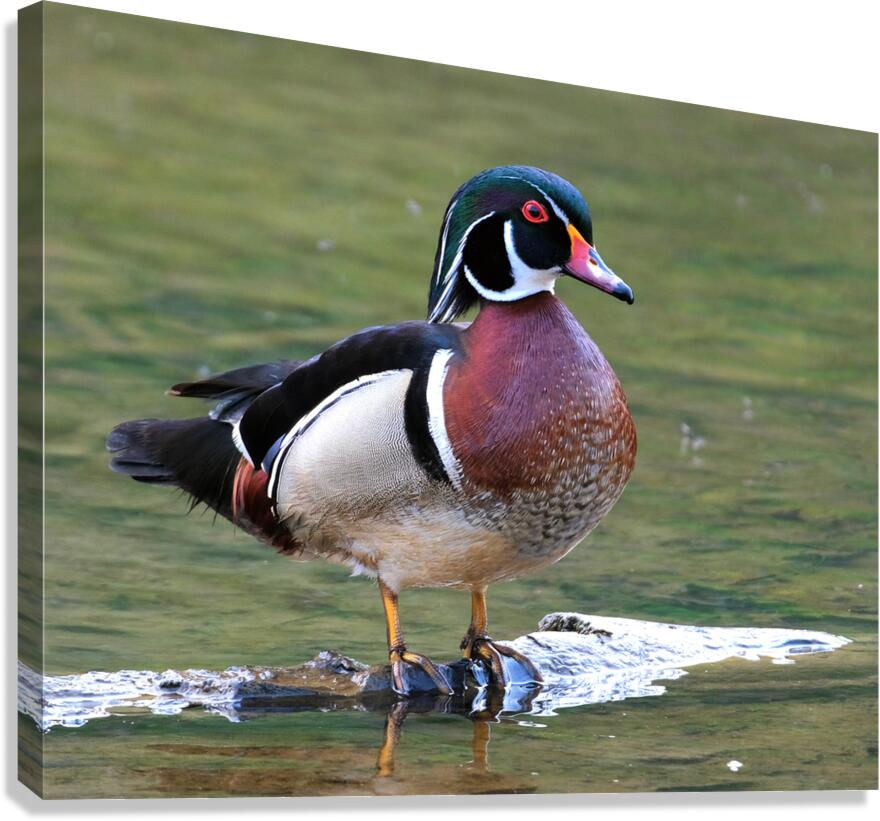 Waterfowl 83 Canvas Print