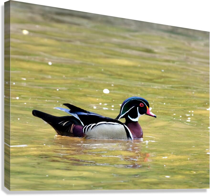 Waterfowl 88 Canvas Print