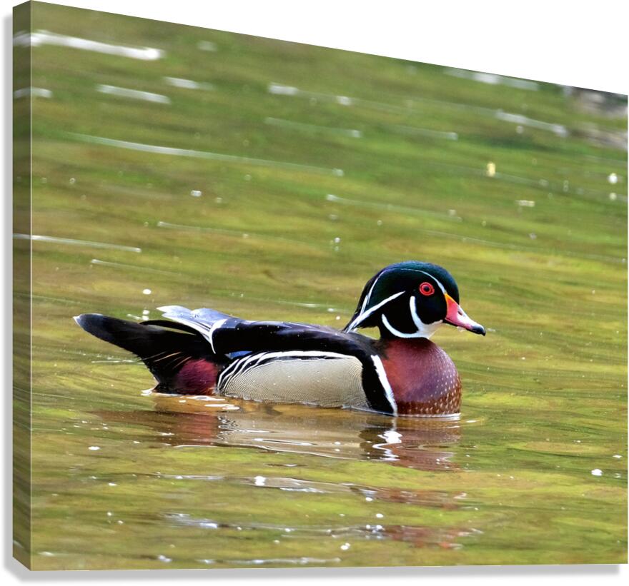 Waterfowl 90 Canvas Print