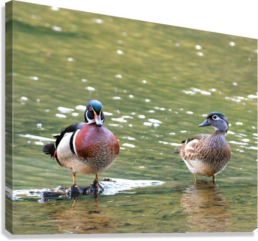 Waterfowl 102 Canvas Print