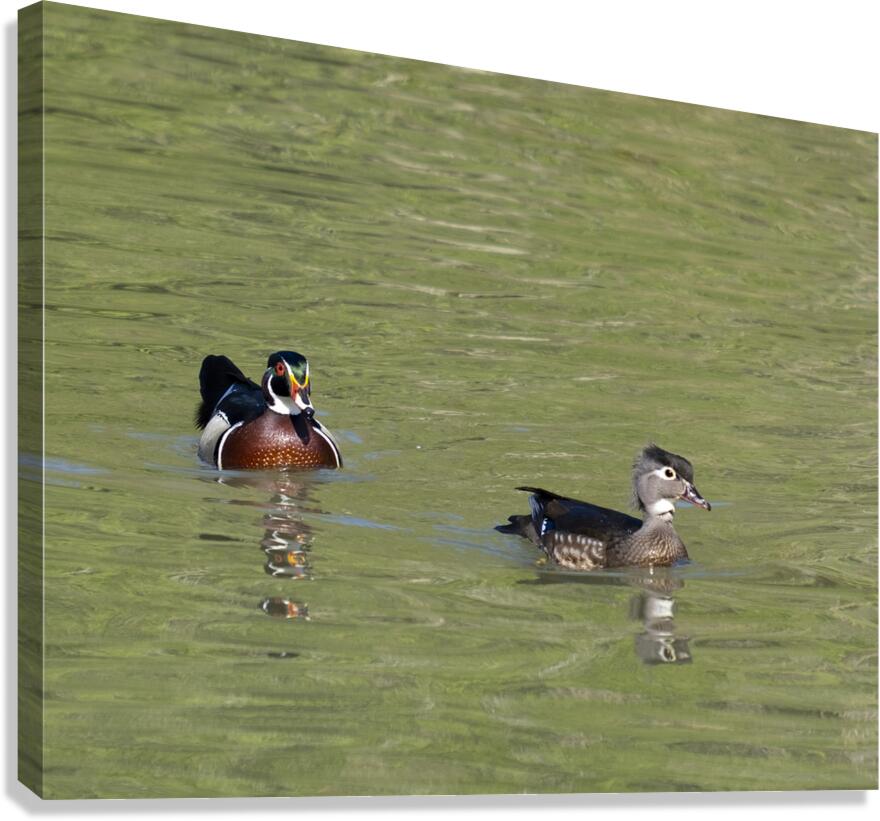 Waterfowl 104 Canvas Print