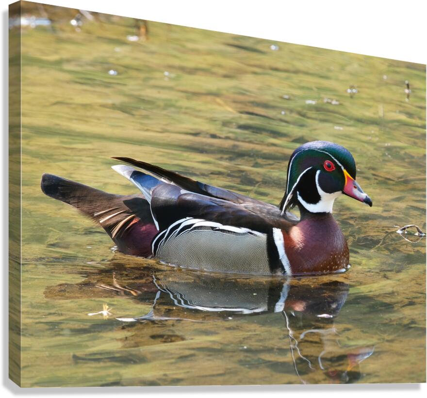 Waterfowl 105 Canvas Print