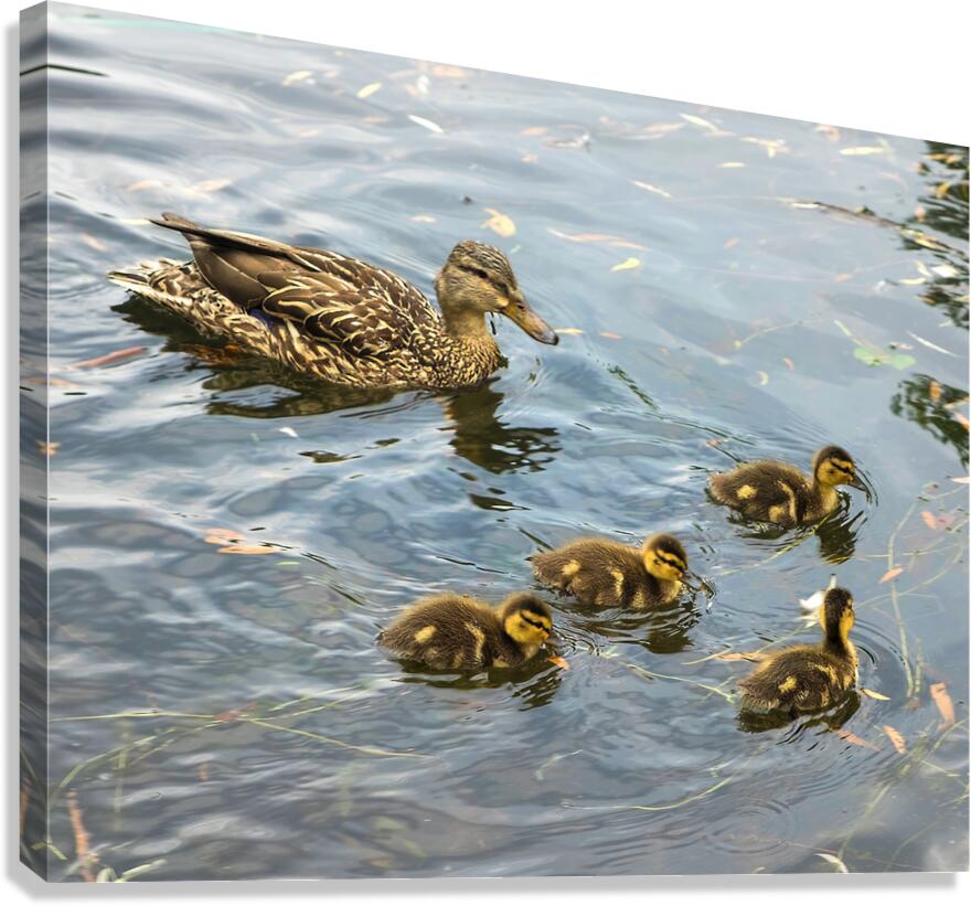 Waterfowl 108 Canvas Print