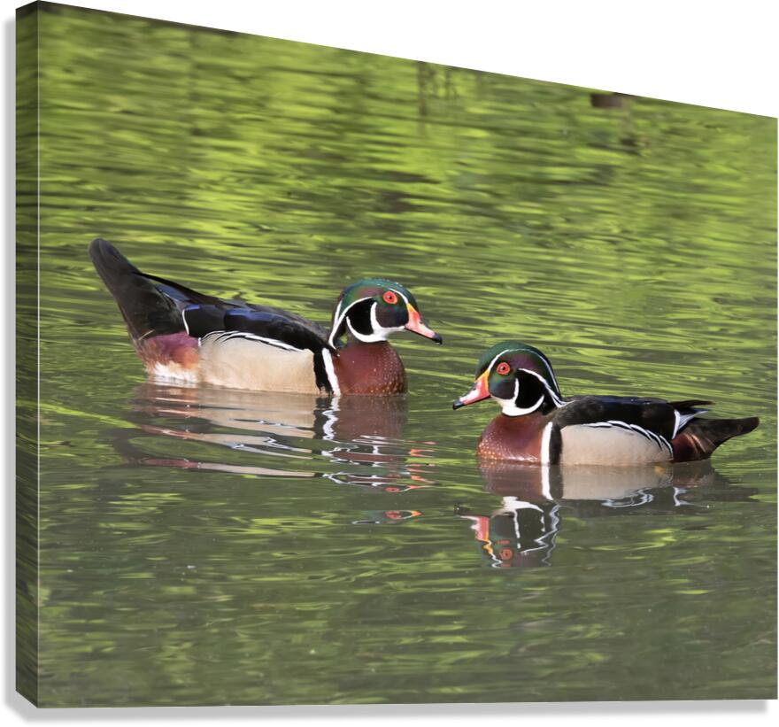 Waterfowl 115 Canvas Print