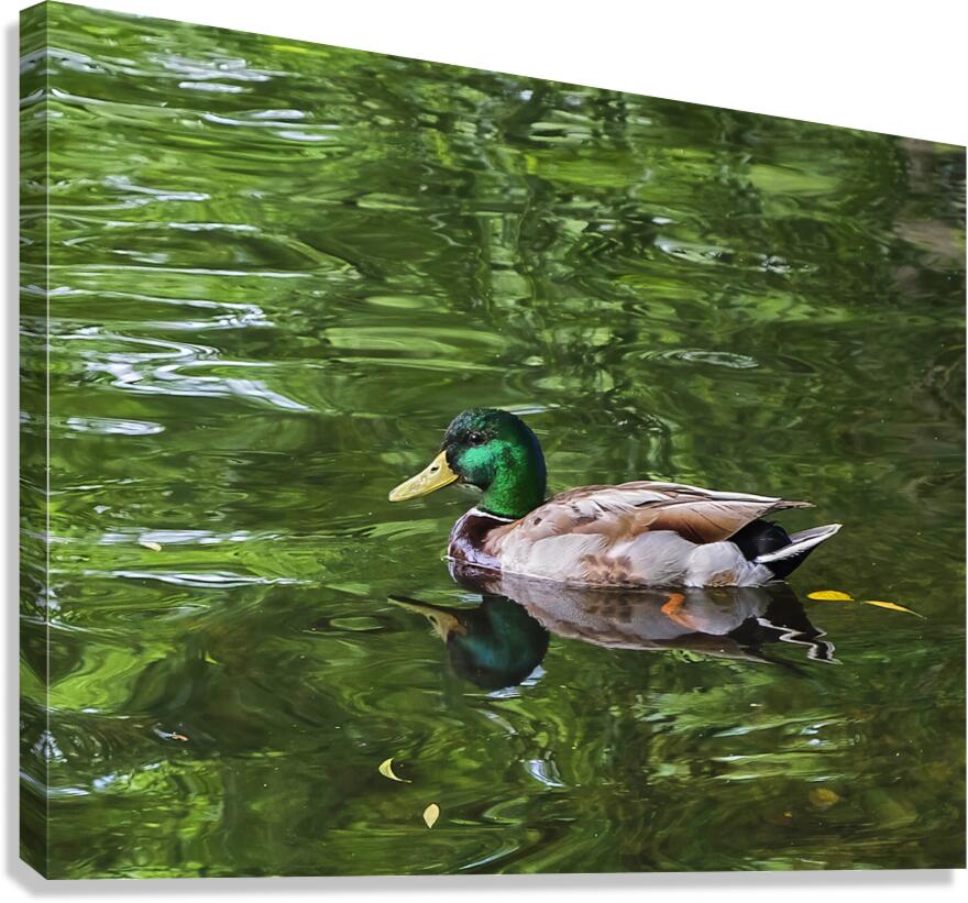 Waterfowl 137 Canvas Print