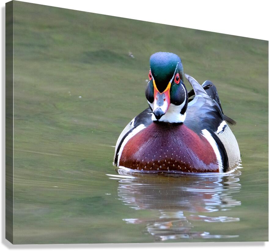 Waterfowl 148 Canvas Print