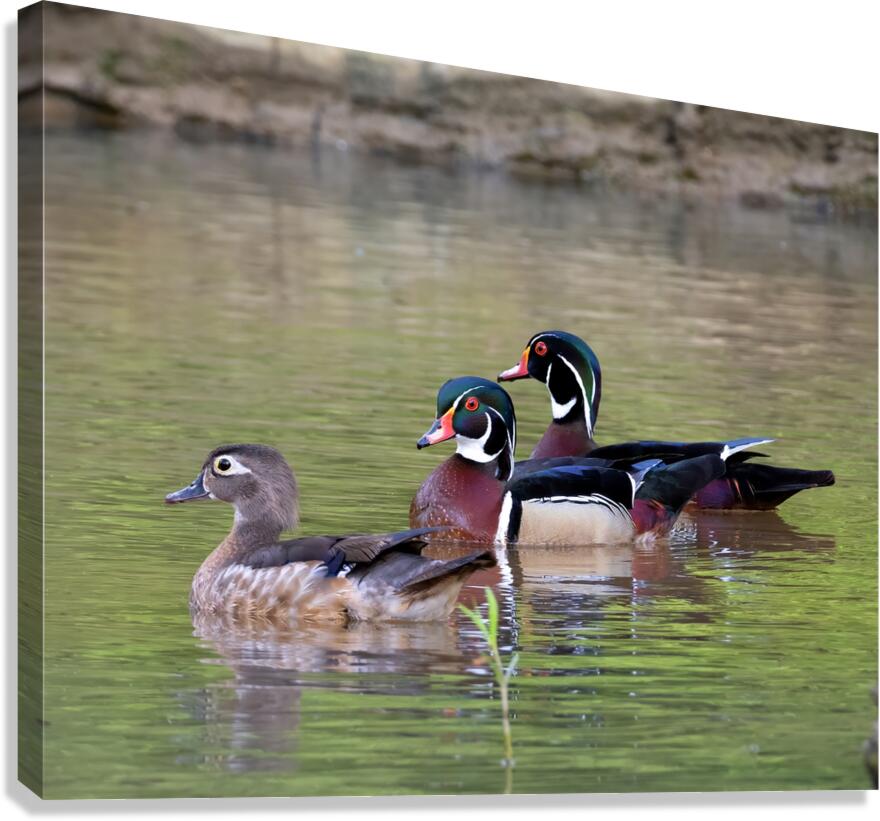 Waterfowl 149 Canvas Print