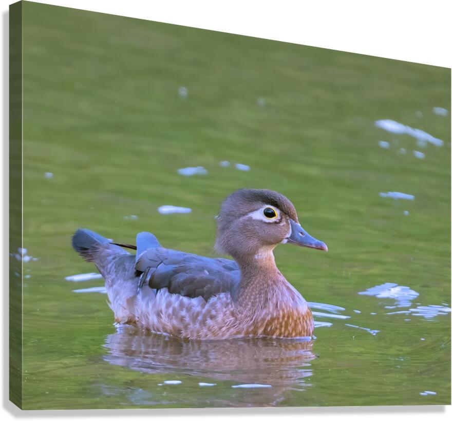 Waterfowl 150 Canvas Print