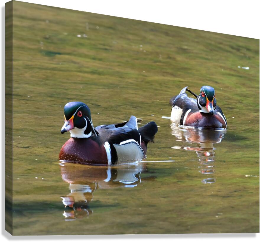 Waterfowl 152 Canvas Print